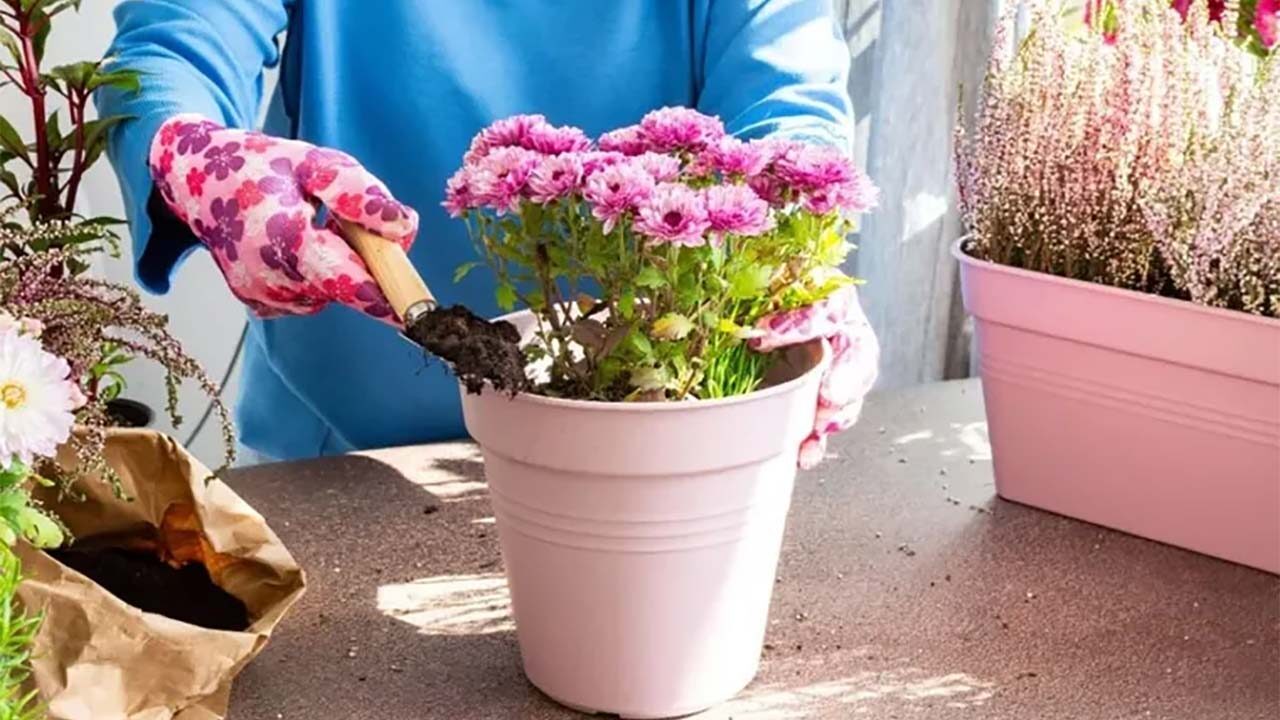 ¿Tienen psiquismo las plantas?