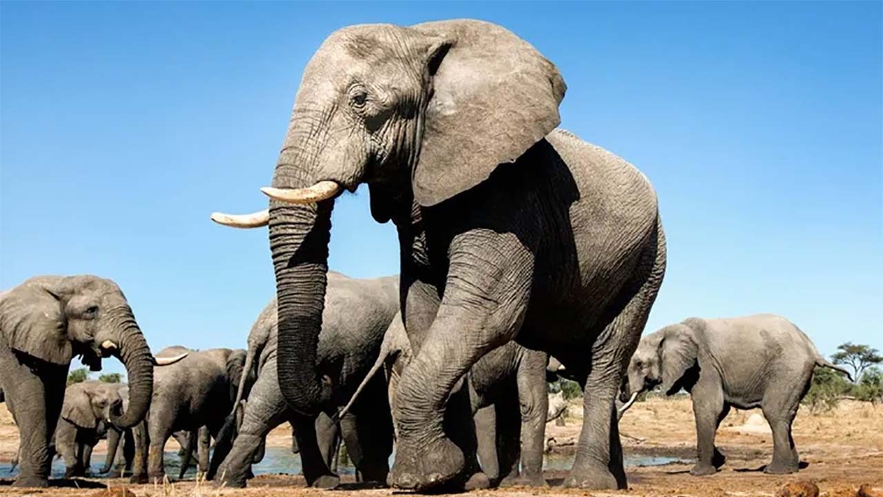 La verdad de un elefante
